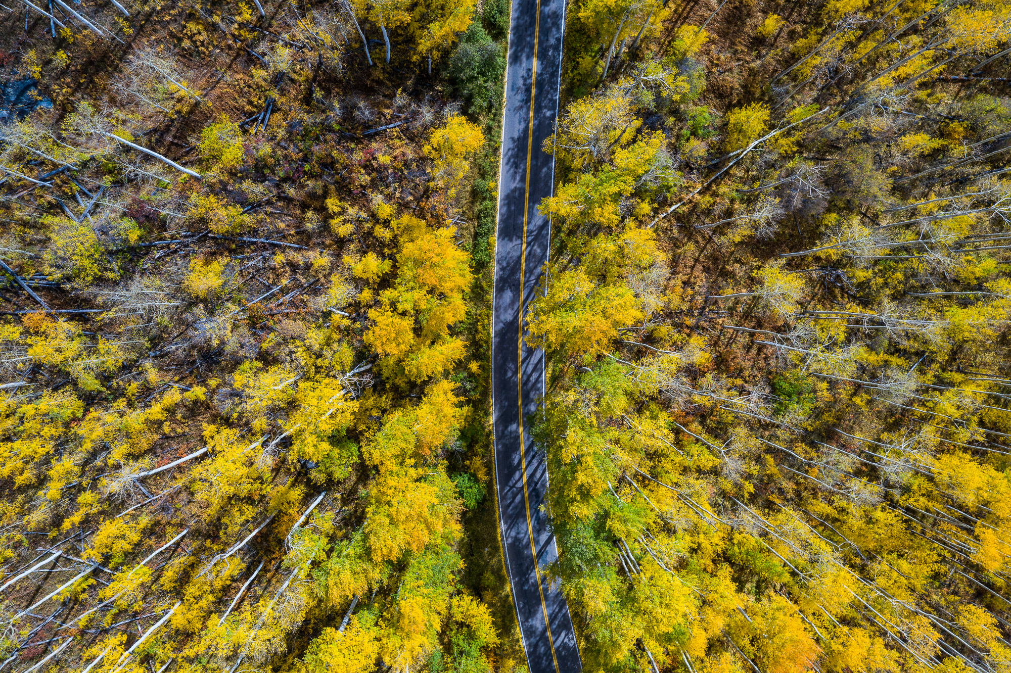 Aerial view of a road cutting through golden fall aspens