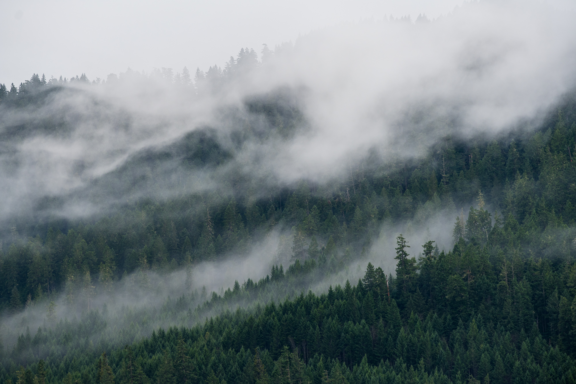 Fog rolling through a dense evergreen forest